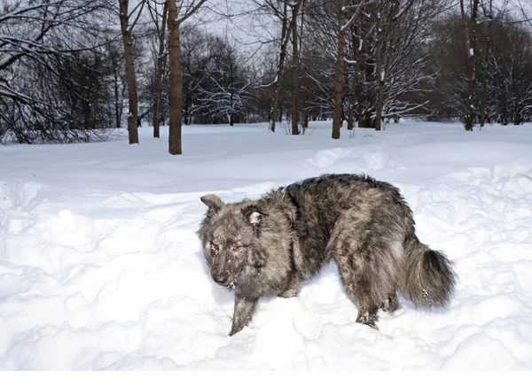 Puszysty Pies Lesie Zimą Jest Stojąc Patrząc — Zdjęcie stockowe