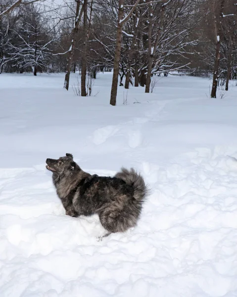 Пухнаста Кошлата Собака Стоїть Збоку Зимовому Лісі Снігу Відкритим Ротом — стокове фото