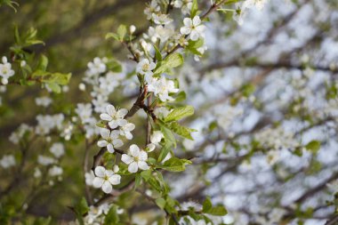 Yaprakların ve gökyüzünün arka planında beyaz kiraz çiçekleri
