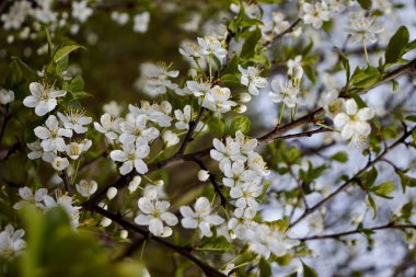 Yeşil yapraklı beyaz kiraz çiçekleri