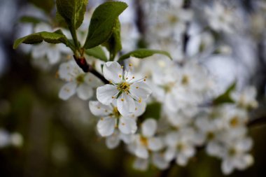 Yeşil yapraklı beyaz kiraz çiçekleri