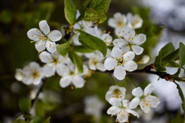 Yeşil yapraklı beyaz kiraz çiçekleri