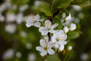 Yeşil yapraklı beyaz kiraz çiçekleri