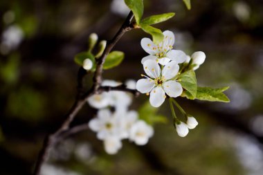 Karanlık bir ormanda beyaz kiraz çiçekleri.