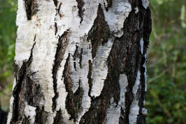 huş ağacı gövdesi kabuğu