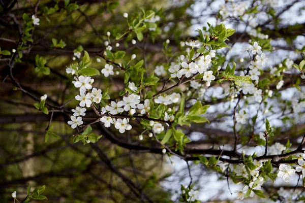 White Cherry Blossoms Light Background Leaves Sky — Stock Photo, Image