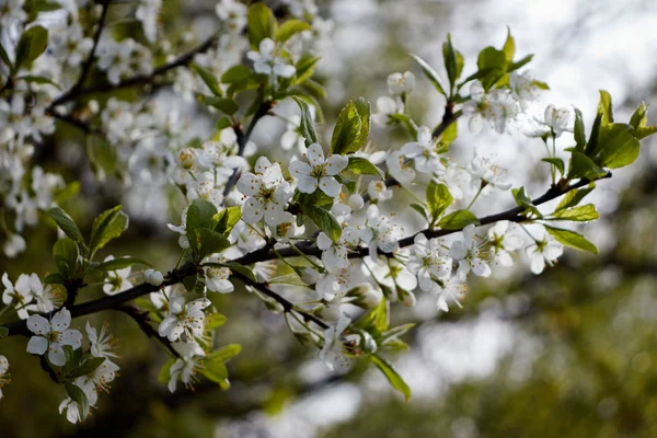Beyaz çiçekli kiraz dalı
