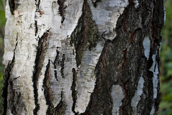 Casca Tronco Bétula — Fotografia de Stock