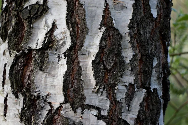 huş ağacı gövdesi kabuğu