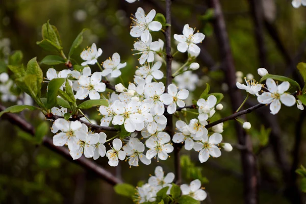 Białe Kwiaty Wiśni Zielonym Tle Liści Zdjęcie Stockowe