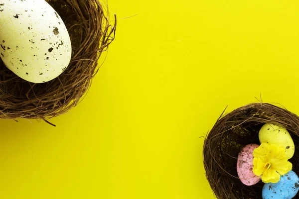 Colore uova nel nido di uccelli, cesto di uova bianche. Decorazioni per le vacanze di Pasqua, sfondo concetto di Pasqua. Caccia alle uova . — Foto Stock