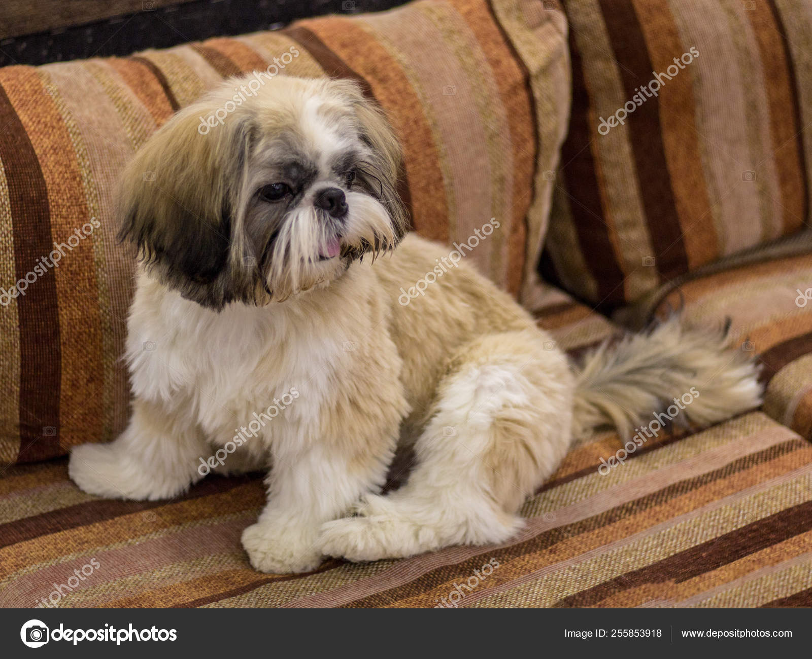 79+ Shih Tzu White And Brown