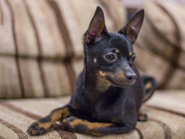 Küçük siyah-kahverengi Rus köpek oyuncak Terrier kanepede yatıyor. Eğitimli köpek. Yumuşak odaklama