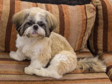 Küçük beyaz-kahverengi Shih Tzu köpeği. Eğitimli köpek. Yumuşak odaklama