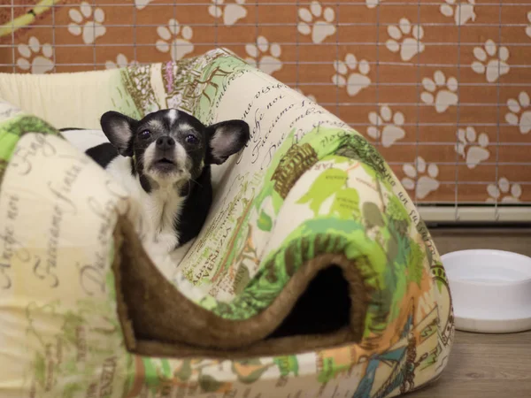 Pequeño perro ruso negro-marrón terrier juguete está acostado en el sofá. Perro entrenado. Enfoque suave — Foto de Stock