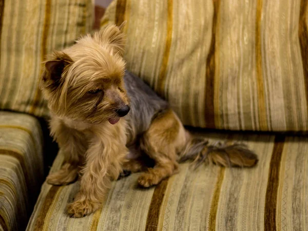 Pequeño perro ruso negro-marrón está acostado en el sofá. Perro entrenado. Enfoque suave — Foto de Stock