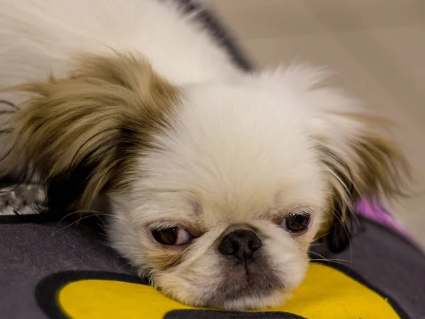 Pequeño perro ruso de color blanco y marrón está acostado en el sofá. Perro entrenado. Enfoque suave — Foto de Stock