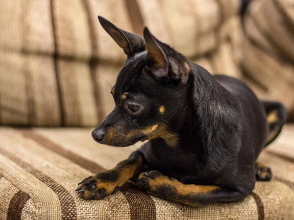 Pequeño perro ruso negro-marrón terrier juguete está acostado en el sofá. Perro entrenado. Enfoque suave — Foto de Stock