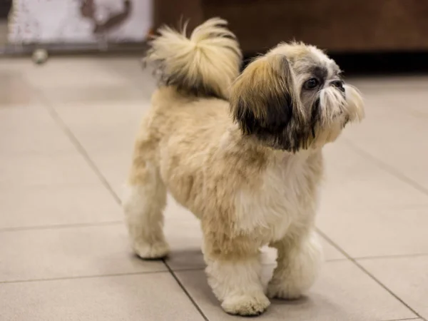 Pequeño perro Shih Tzu blanco-marrón. Perro entrenado. Enfoque suave — Foto de Stock