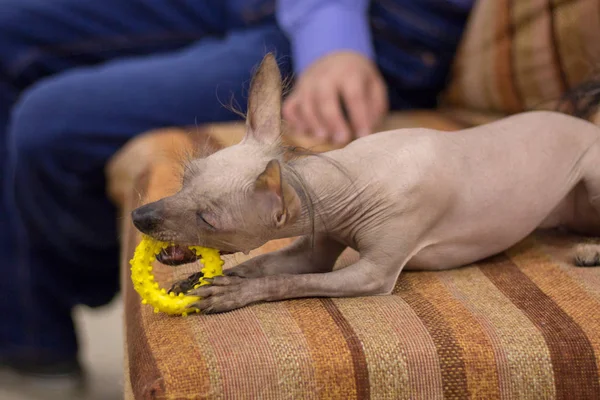 Little Perro Peruano sin Cabello negro-marrón está acostado en el sofá. Perro entrenado. Enfoque suave — Foto de Stock