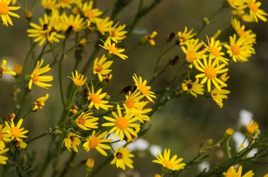 Çim zemin üzerine birçok sarı çiçek 