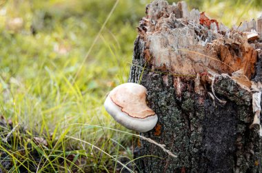 Çim, eski ağaç kütüğü ve mantar