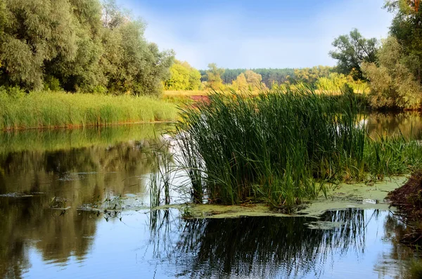 River Forest Fisherman Place Summer — стоковое фото