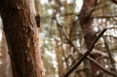 Ormandaki bir ağaç üzerinde örümcek ağı