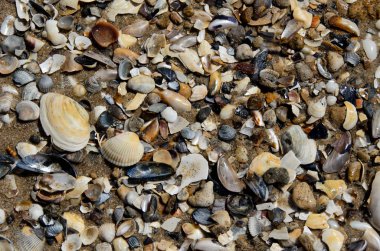 Doku seashells deniz kıyısında