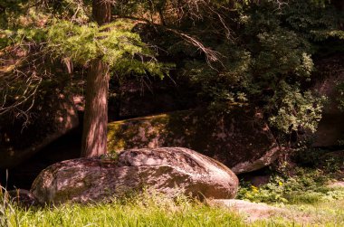 Yeşil ağaç, ot ve taş yaz parkta