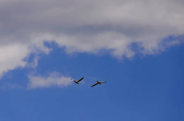 Dva Ptáci Mracích Whith Modrá Obloha — Stock fotografie