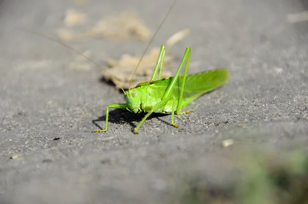 Green Grasshopper Gray Asphalt — Stock Photo, Image