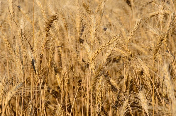 Molte Spighe Grano Maturo Sul Campo — Foto Stock