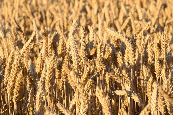 Molte Spighe Grano Maturo Sul Campo — Foto Stock