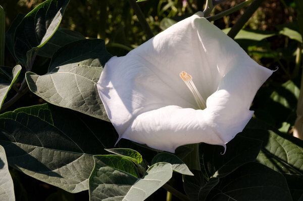 Белый Datura inoxia цветы и зеленые листья
