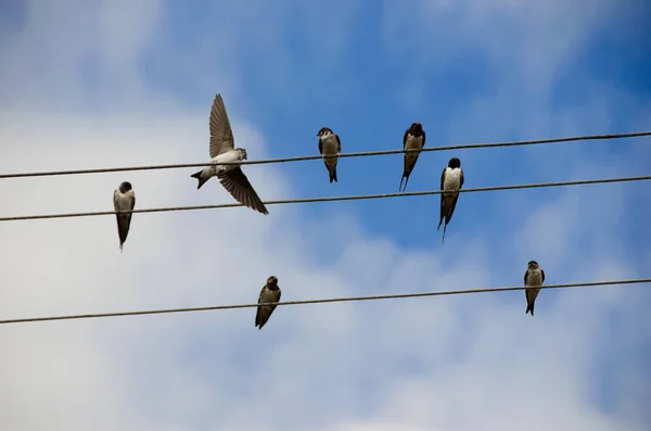Pájaros Los Cables Sobre Fondo Azul Del Cielo Imágenes De Stock Sin Royalties Gratis