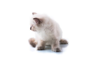 İzole beyaz arka plan üzerinde sevimli kedi