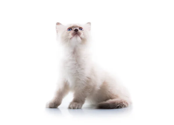 Gato Adorável Fundo Branco Isolado — Fotografia de Stock