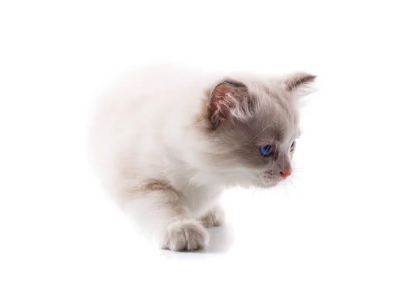 分離の白い背景の上の愛らしい猫 — ストック写真