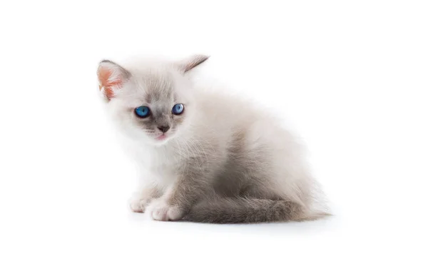 Entzückende Katze Auf Isoliertem Weißem Hintergrund — Stockfoto