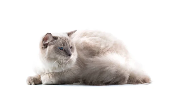 Adorable Cat Isolated White Background — Stock Photo, Image