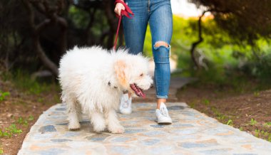 Genç kız ile bir parkta onun köpek yürüyüş