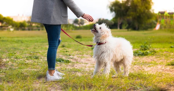Молодая Девушка Гуляет Своей Собакой Парке — стоковое фото