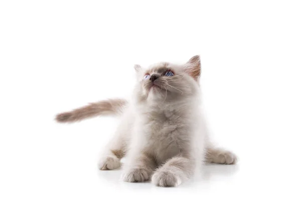 Gato Adorável Fundo Branco Isolado — Fotografia de Stock