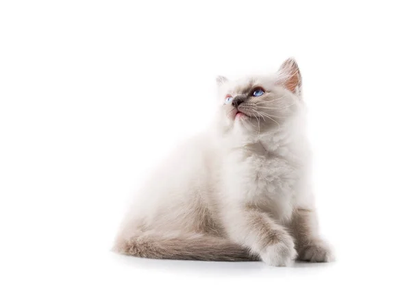 Gatto Adorabile Sfondo Bianco Isolato — Foto Stock