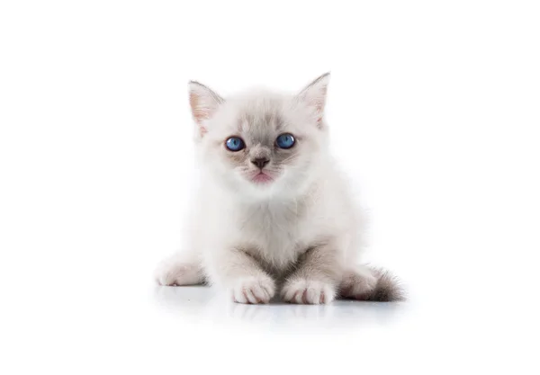 Gato Adorável Fundo Branco Isolado — Fotografia de Stock