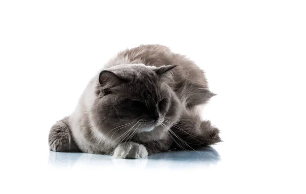 Adorable Chat Sur Fond Blanc Isolé — Photo