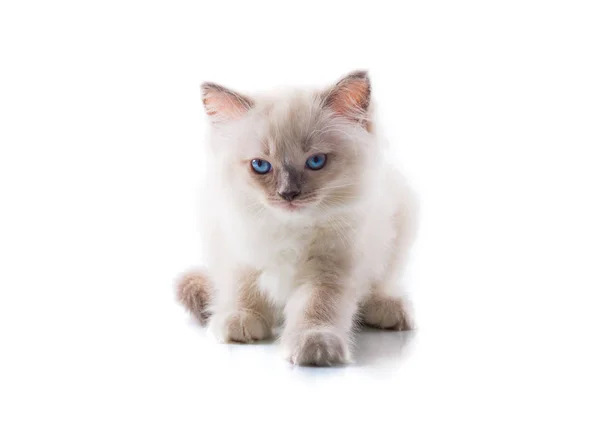 Gatto Adorabile Sfondo Bianco Isolato — Foto Stock