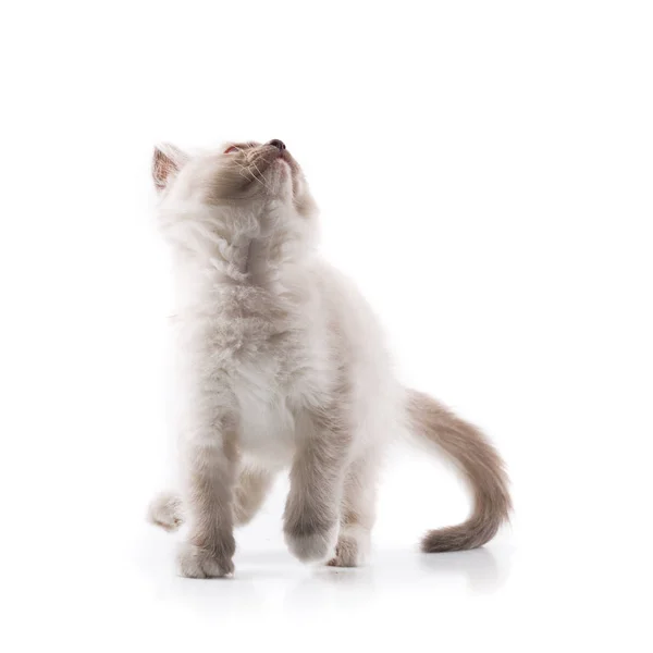 Entzückende Katze Auf Isoliertem Weißem Hintergrund — Stockfoto