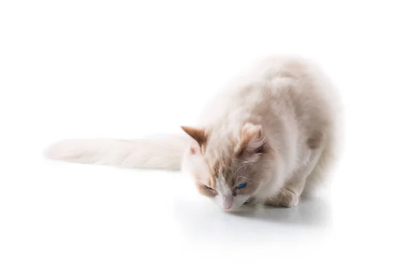 Adorable Cat Isolated White Background — Stock Photo, Image